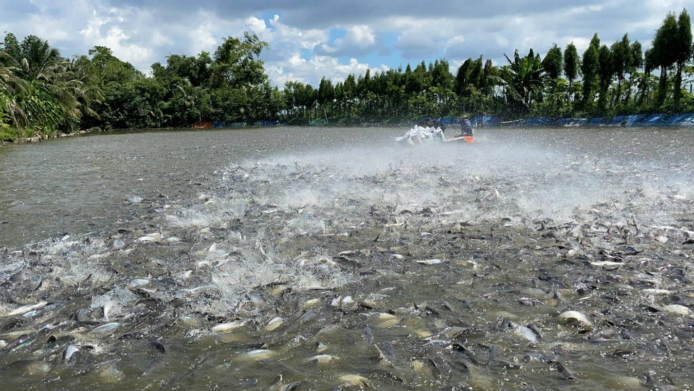 POR15: Thuế chống bán phá giá cá tra Việt Nam vào Mỹ giảm - Interfish ...